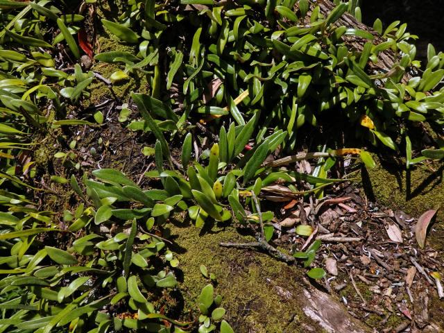 Pyrrosia eleagnifolia (Bory) Hovenkamp