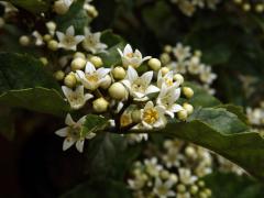 Čeleď: Rousseaceae DC.