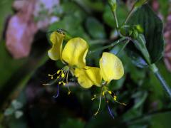 Křížatka (Commelina africana L.)