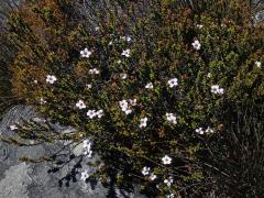 Adenandra uniflora (L.) Willd.
