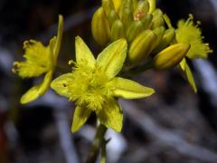 Bulbine alooides (L.) Willd.