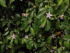 Blahokamýk (Grewia occidentalis L.)