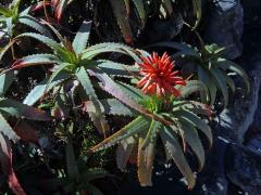 Aloe (Aloe succotrina Lam.)   