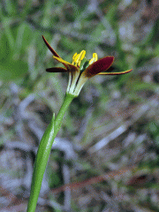 Baeometra uniflora (Jacq.) G. J. Lewis