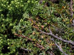 Cliffortia ruscifolia L.