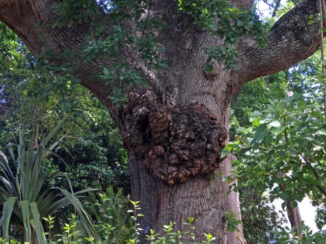 Nádor na dubu letním (Quercus robur L.) (45a)