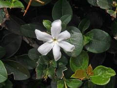 Carissa macrocarpa (Ecklon) A. DC.), šestičetný květ