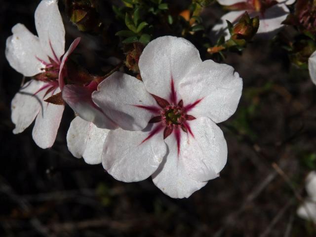 Adenandra uniflora (L.) Willd., šestičetný květ