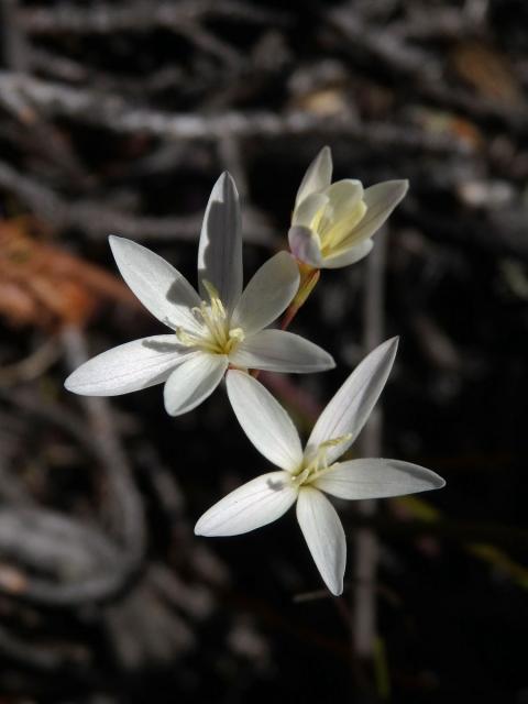 Duhovnice (Ixia orientalis L. Bolus), šesti- a pětičetný květ
