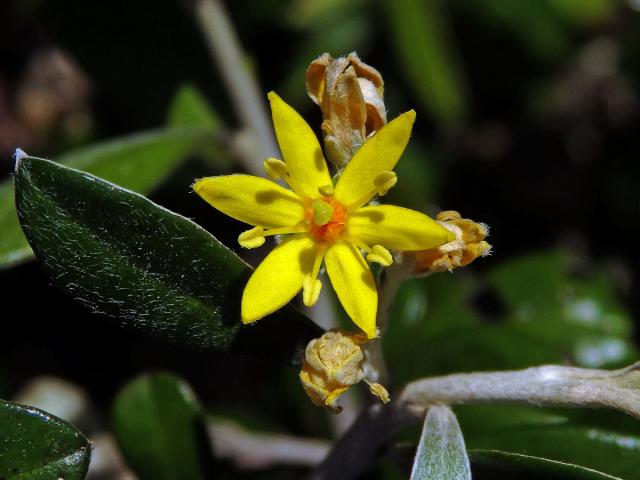 Corokia macrocarpa Kirk, šestičený květ (1b)
