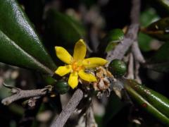 Corokia macrocarpa Kirk, šestičený květ (2)