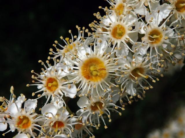 Bobkovišeň portugalská (Prunus lusitanica L.) se zdvojeným květem (1a)
