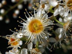 Bobkovišeň portugalská (Prunus lusitanica L.) se zdvojeným květem (1b)