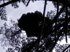 Čarověník na borovici přímořské (Pinus pinaster Aiton) (15b)
