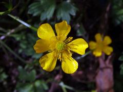 Pryskyřník prudký (Ranunculus acris L.) - šestičetný květ (5)