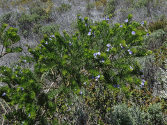 Dětelník (Psoralea pinnata L.)