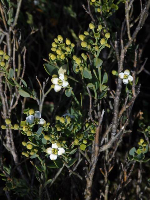 Prudil (Montinia caryophyllacea Thunb.)