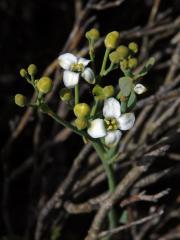 Prudil (Montinia caryophyllacea Thunb.)