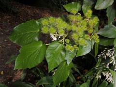 Lípěnka (Sparrmannia africana L. f.)