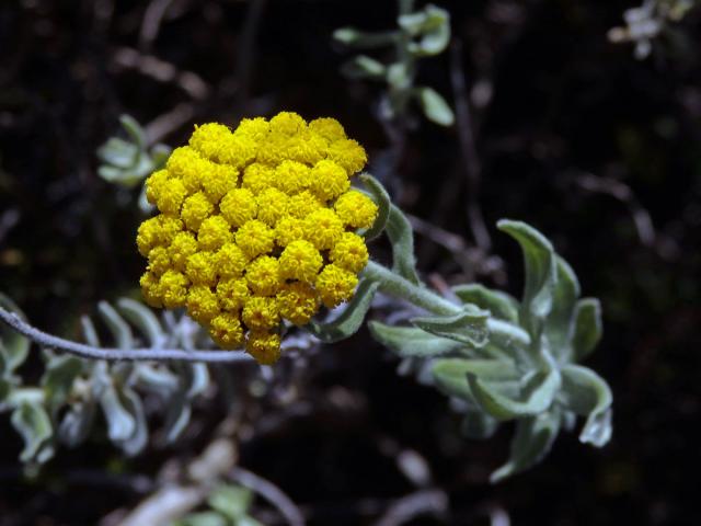 Smil (Helichrysum dasyanthum (Willd.) Sweet)
