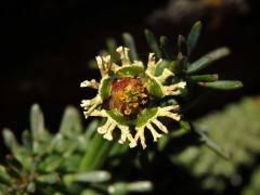 Pryšec (Euphorbia caput-medusae L.)