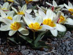 Tulipán Fosterův (Tulipa fosteriana W. Irving)