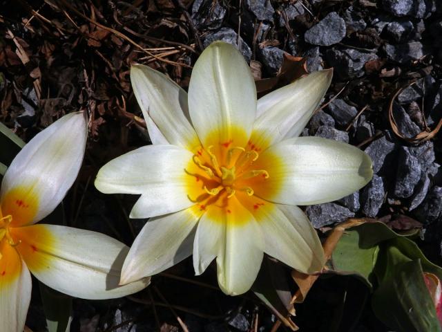 Tulipán Fosterův (Tulipa fosteriana W. Irving), osmičetný květ (3b)