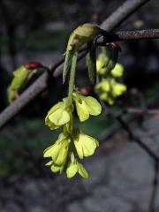 Lískovníček klasnatý (Corylopsis spicata Sieb. & Zucc.)
