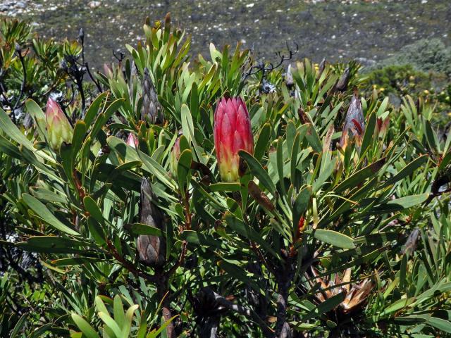 Protea (Protea repens L.)