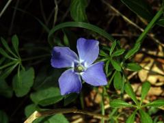 Barvínek menší (Vinca minor L.), čtyřčetný květ (2)