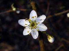 Trnka obecná (Prunus spinosa L.), šestičetný květ (4c)