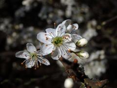 Trnka obecná (Prunus spinosa L.), osmičetný květ (1)