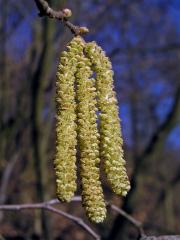 Čeleď: Lískovité (Corylaceae Mirbel)