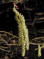 Líska obecná (Corylis avellana L.)