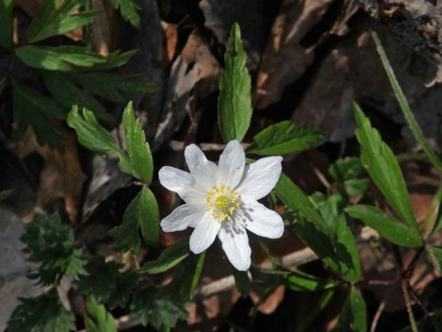 Sasanka hajní (Anemone nemorosa L.) - osmičetný květ (10a)