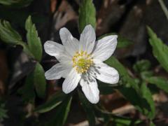 Sasanka hajní (Anemone nemorosa L.) - osmičetný květ (10b)