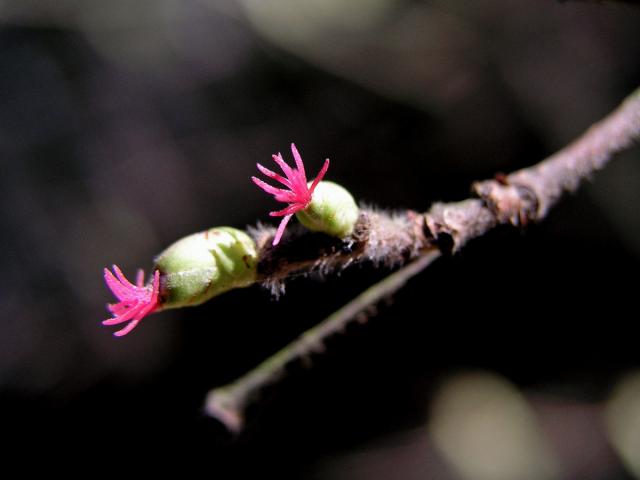 Líska obecná (Corylis avellana L.)
