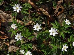 Sasanka hajní (Anemone nemorosa L.) - vícečetné květy (5)