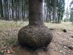 Smrk ztepilý (Picea abies (L.) Karsten) (19a) s nádorem na kmeni