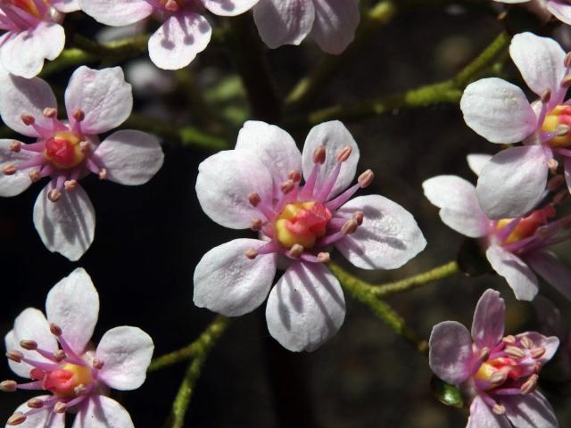 Darmera štítná (Darmera peltata (Torr.) Engl), vícečetný květ (3)