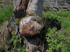 Smrk ztepilý (Picea abies (L.) Karsten) (21a) s nádorem na kmeni