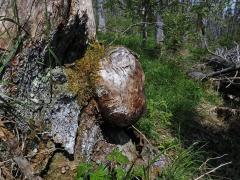 Smrk ztepilý (Picea abies (L.) Karsten) (21b) s nádorem na kmeni