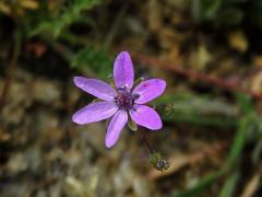 Pumpava obecná (rozpuková) (Erodium cicutarium (L.) L´Hér.), šestičetný květ