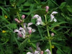 Hluchavka skvrnitá (Lamium maculatum L.) se světle růžovými květy (2h)