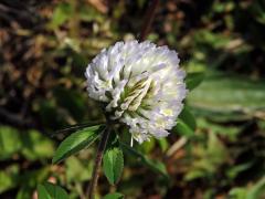 Jetel luční (Trifolium pratense L.) s květy bílé barvy (4b)