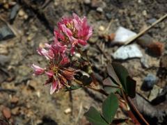 Jetel plazivý (Trifolium repens L.) s růžovými květy (3a)