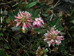 Jetel plazivý (Trifolium repens L.) s růžovými květy (3b)