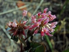 Jetel plazivý (Trifolium repens L.) s růžovými květy (3c)