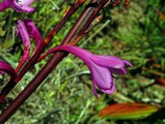 Watsonia borbonica (Pourr.) Goldblatt