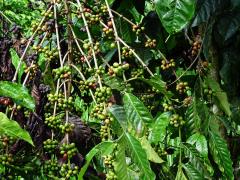 Kávovník arabský (Coffea arabica L.)